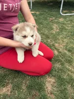Ryder, a male Siberian Husky for sale in Delta, CO – Photo 1 of 2