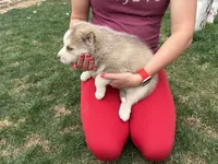 Ryder, a male Siberian Husky for sale in Delta, CO – Photo 2 of 2