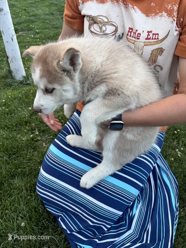 Ryder – Siberian Husky puppy for sale in Delta, CO