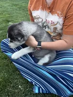 Poppy, a female Siberian Husky for sale in Delta, CO – Photo 2 of 2