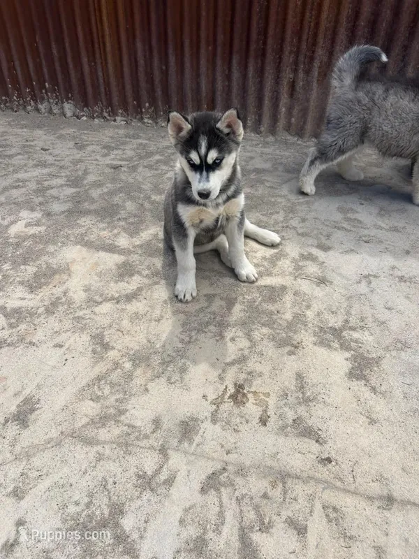 Poppy – Siberian Husky puppy for sale in Delta, CO
