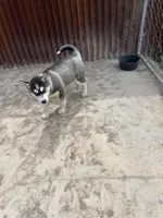 Poppy, a female Siberian Husky for sale in Delta, CO – 2 of 5