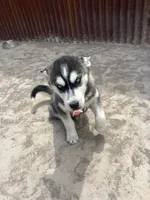 Poppy, a female Siberian Husky for sale in Delta, CO – 4 of 5