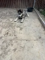 Poppy, a female Siberian Husky for sale in Delta, CO – 3 of 5
