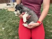 Poppy, a female Siberian Husky for sale in Delta, CO – Photo 2 of 2