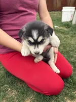Poppy, a female Siberian Husky for sale in Delta, CO – Photo 1 of 2
