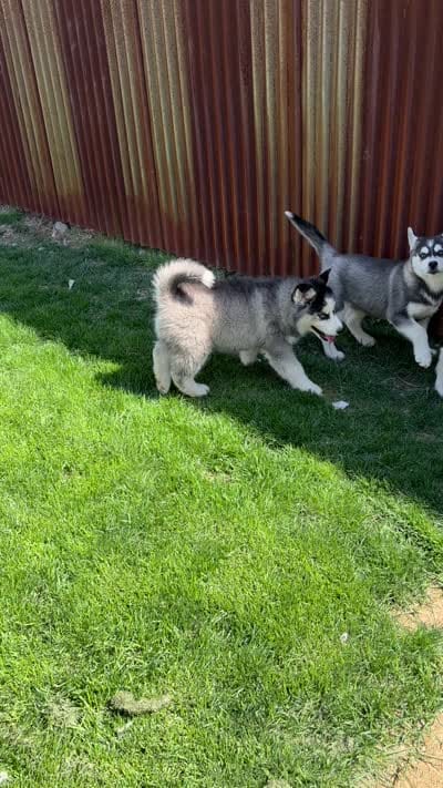 Marshall, a male Siberian Husky for sale in Delta, CO – 5 of 5