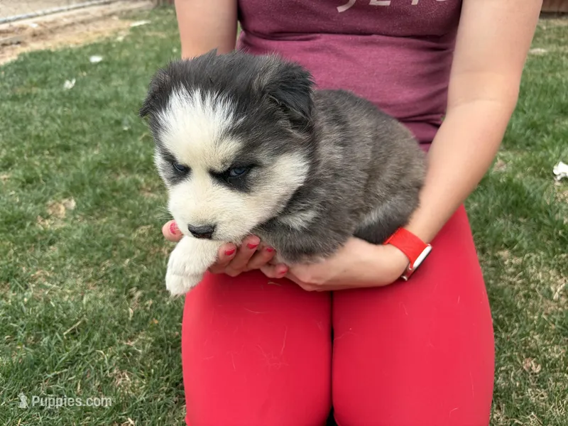 Marshall – Siberian Husky puppy for sale in Delta, CO