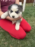 Marshall, a male Siberian Husky for sale in Delta, CO – Photo 2 of 2