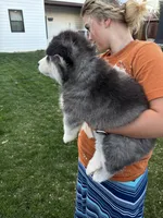 Marshall, a male Siberian Husky for sale in Delta, CO – Photo 2 of 4