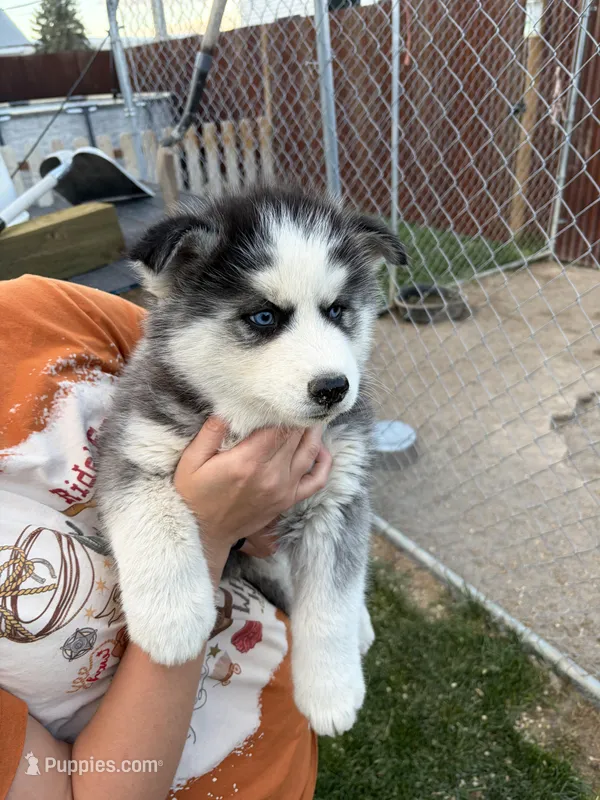 Marshall – Siberian Husky puppy for sale in Delta, CO