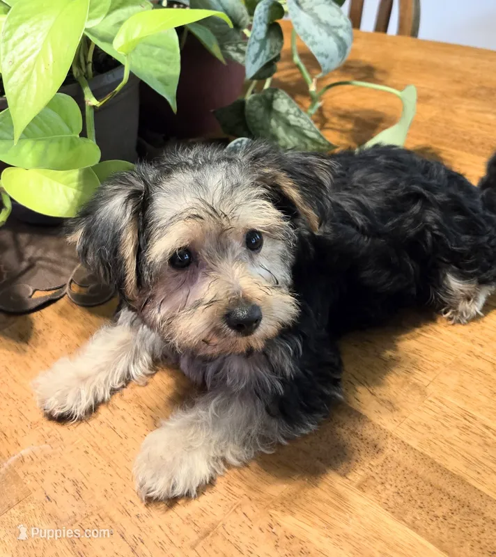 Billy  – Yorkshire Terrier, Morkie puppy for sale in Charlton, MA