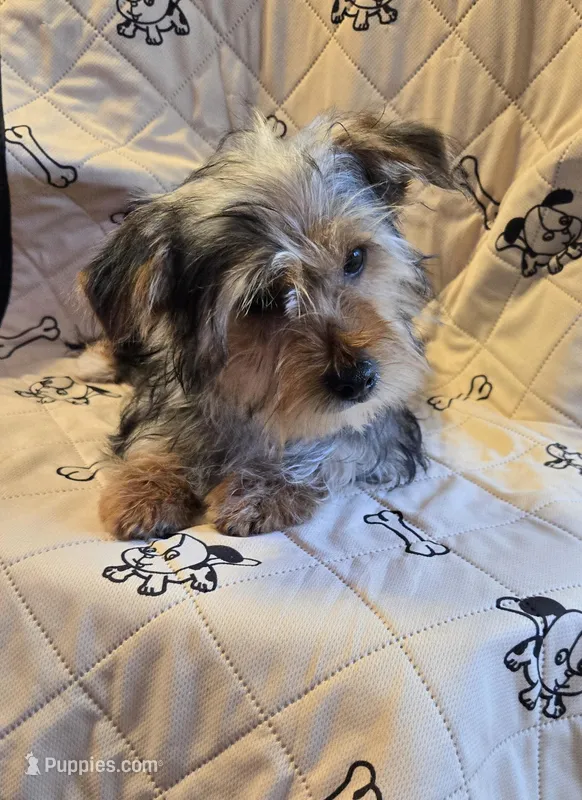 Axel – Yorkshire Terrier, Morkie puppy for sale in Charlton, MA