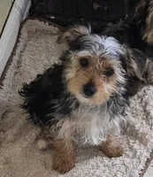 Axel, a male Yorkshire Terrier and Morkie for sale in Charlton, MA – Photo 1 of 5