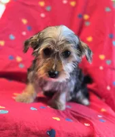 Axel, a male Yorkshire Terrier and Morkie for sale in Charlton, MA – Photo 2 of 5