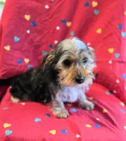 Axel, a male Yorkshire Terrier and Morkie for sale in Charlton, MA – Photo 3 of 5