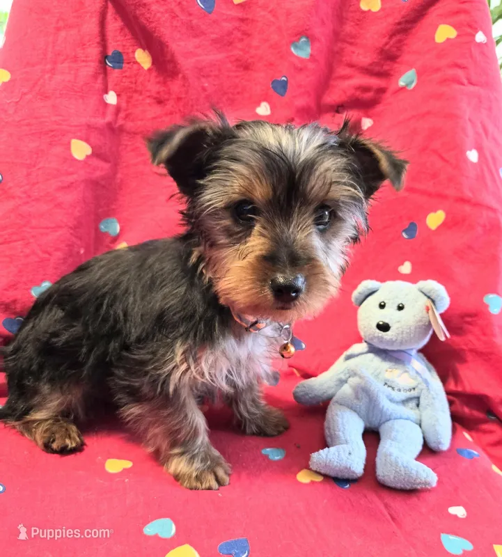 Billy  – Yorkshire Terrier puppy for sale in Charlton, MA