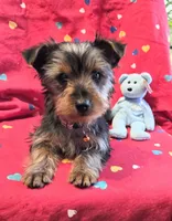 Billy , a male Yorkshire Terrier for sale in Charlton, MA – Photo 2 of 4