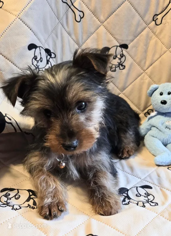 Billy  – Yorkshire Terrier puppy for sale in Charlton, MA