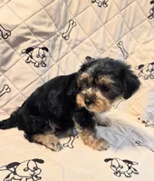 Ollie, a male Yorkshire Terrier and Morkie for sale in Charlton, MA – 3 of 5