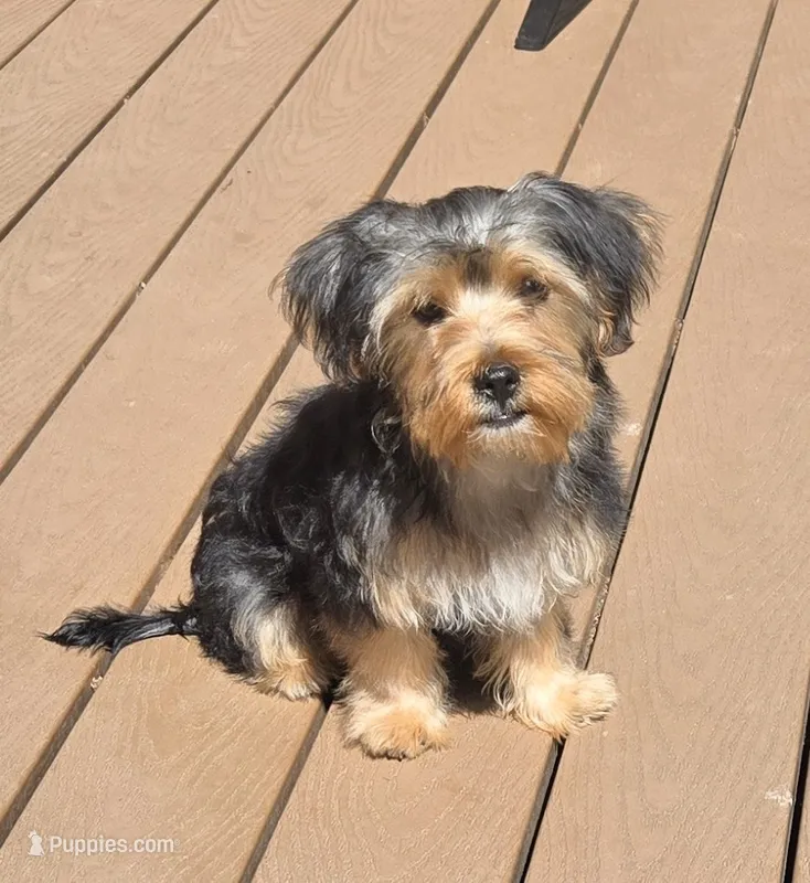 Ollie – Yorkshire Terrier, Morkie puppy for sale in Charlton, MA