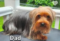 Sissy , a female Yorkshire Terrier for sale in Charlton, MA – Photo 5 of 5