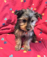 Sissy , a female Yorkshire Terrier for sale in Charlton, MA – Photo 3 of 5