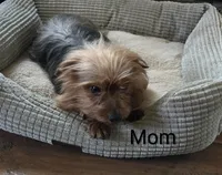 Sissy , a female Yorkshire Terrier for sale in Charlton, MA – Photo 4 of 5