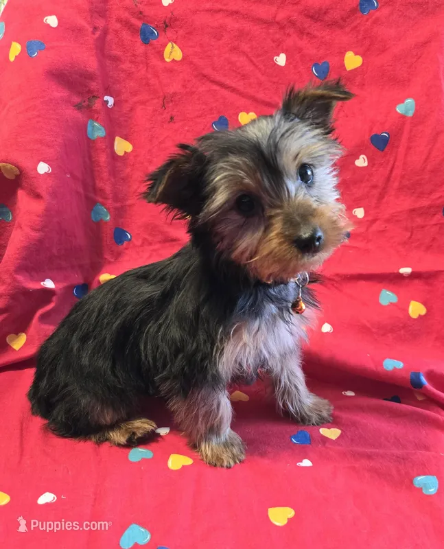Sissy  – Yorkshire Terrier puppy for sale in Charlton, MA