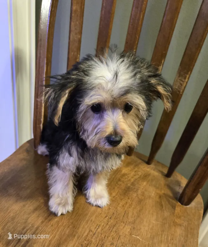 Billy  – Yorkshire Terrier, Morkie puppy for sale in Charlton, MA