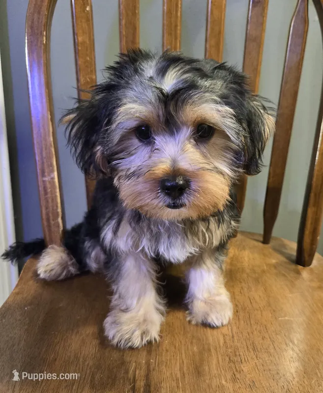 Ollie – Yorkshire Terrier, Morkie puppy for sale in Charlton, MA