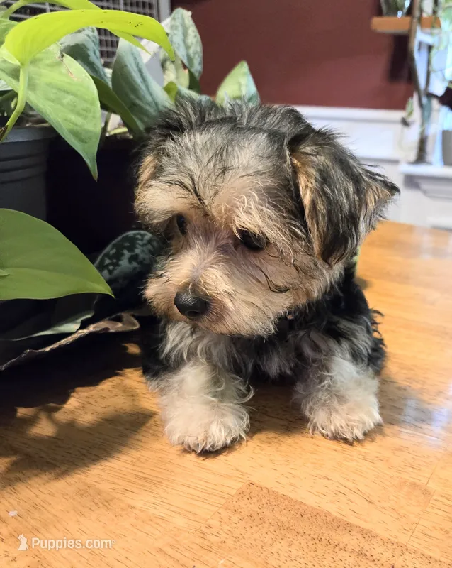 Billy  – Yorkshire Terrier, Morkie puppy for sale in Charlton, MA