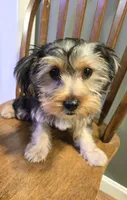 Ollie, a male Yorkshire Terrier and Morkie for sale in Charlton, MA – 3 of 5