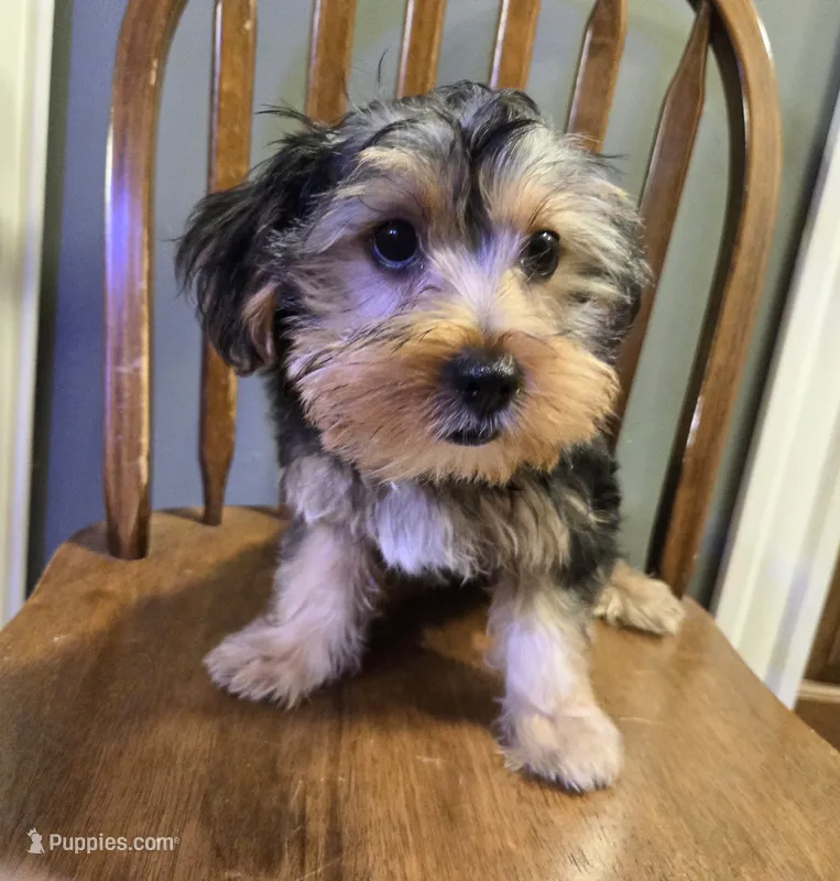 Ollie – Yorkshire Terrier, Morkie puppy for sale in Charlton, MA
