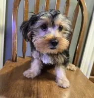 Ollie, a male Yorkshire Terrier and Morkie for sale in Charlton, MA – 2 of 5