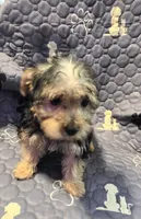 Billy , a male Yorkshire Terrier and Morkie for sale in Charlton, MA – 2 of 5