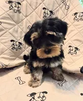 Rocky , a male Yorkshire Terrier and Morkie for sale in Charlton, MA – 2 of 5
