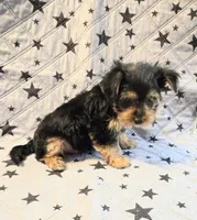 Axel, a male Yorkshire Terrier and Morkie for sale in Charlton, MA – 3 of 5