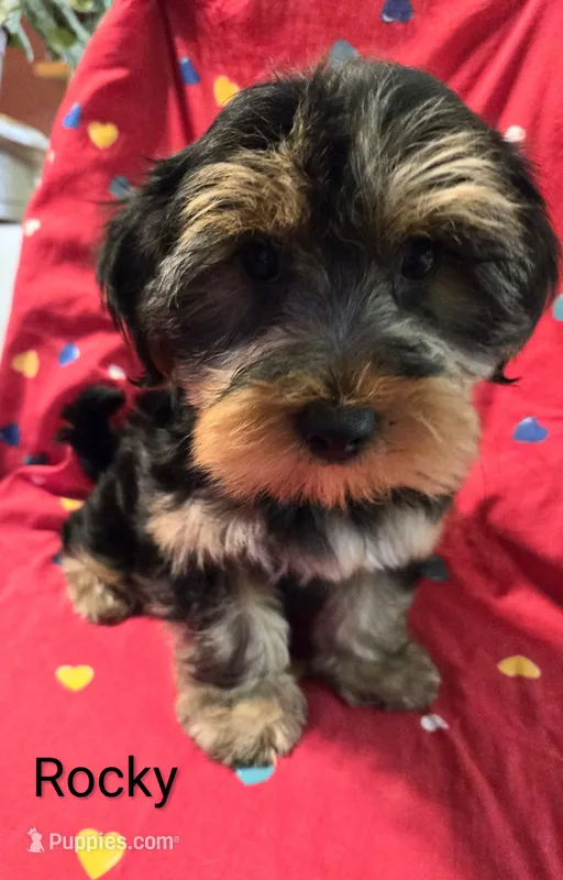 Rocky  – Yorkshire Terrier, Morkie puppy for sale in Charlton, MA
