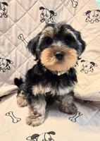 Rocky , a male Yorkshire Terrier and Morkie for sale in Charlton, MA – 5 of 5