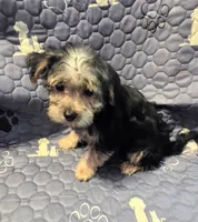 Billy , a male Yorkshire Terrier and Morkie for sale in Charlton, MA – 5 of 5