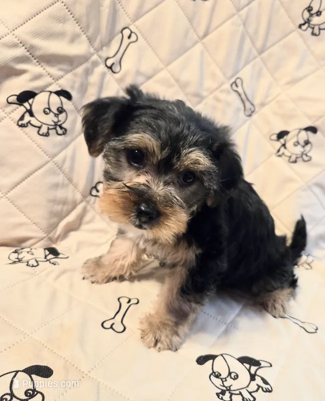 Ollie – Yorkshire Terrier, Morkie puppy for sale in Charlton, MA