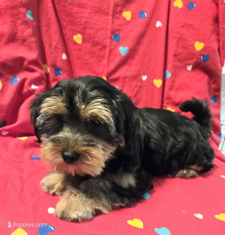 Rocky  – Yorkshire Terrier, Morkie puppy for sale in Charlton, MA