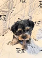 Ollie, a male Yorkshire Terrier and Morkie for sale in Charlton, MA – 2 of 5