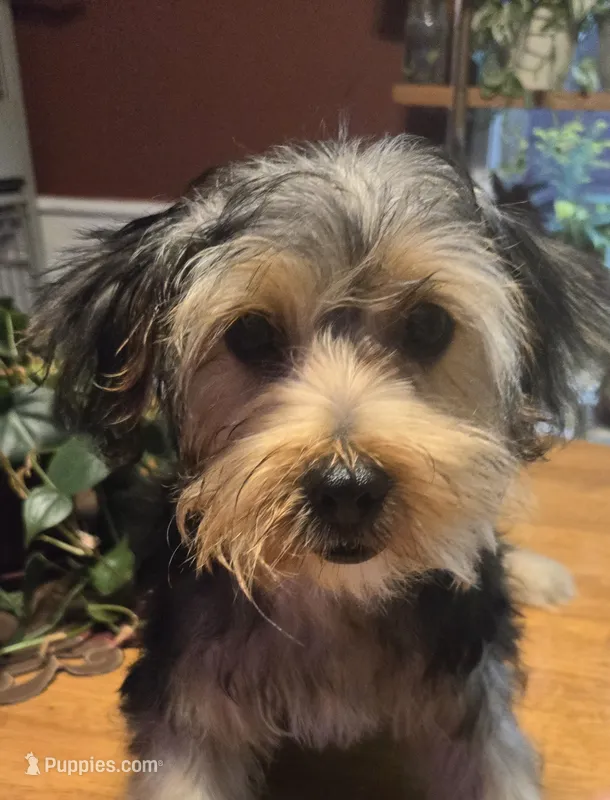 Ollie – Yorkshire Terrier, Morkie puppy for sale in Charlton, MA