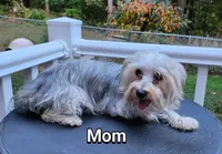Billy , a male Yorkshire Terrier and Morkie for sale in Charlton, MA – 3 of 5