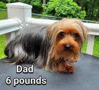 Ollie, a male Yorkshire Terrier and Morkie for sale in Charlton, MA – 5 of 5