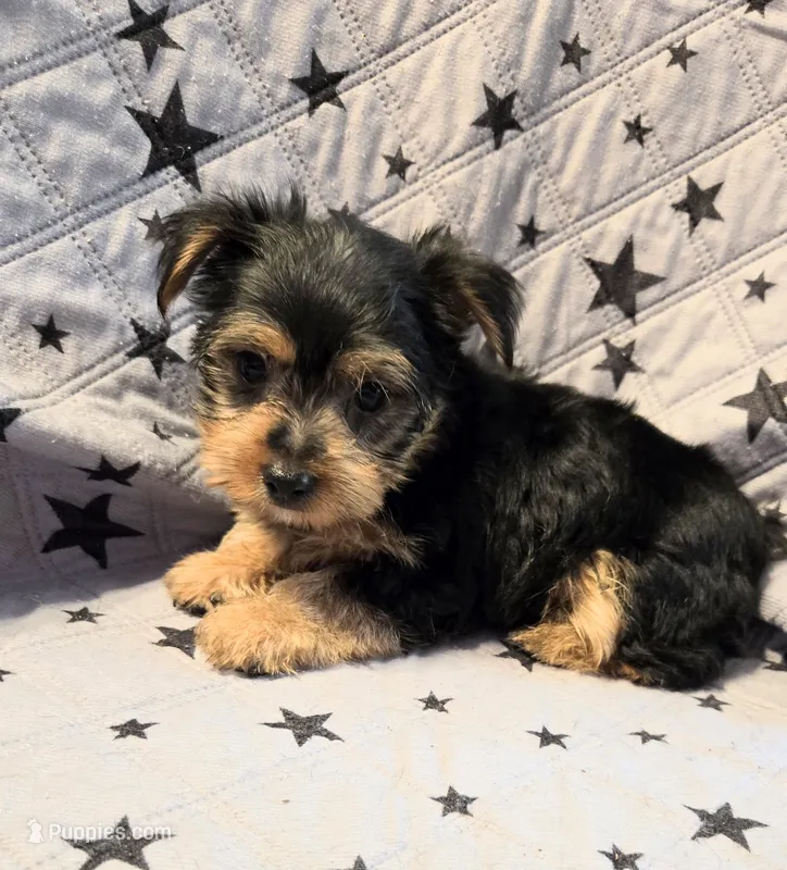 Axel – Yorkshire Terrier, Morkie puppy for sale in Charlton, MA