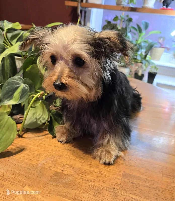 Denny – Yorkshire Terrier, Morkie puppy for sale in Charlton, MA