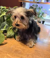 Denny, a male Yorkshire Terrier and Morkie for sale in Charlton, MA – Photo 1 of 5